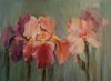 Iris Roses